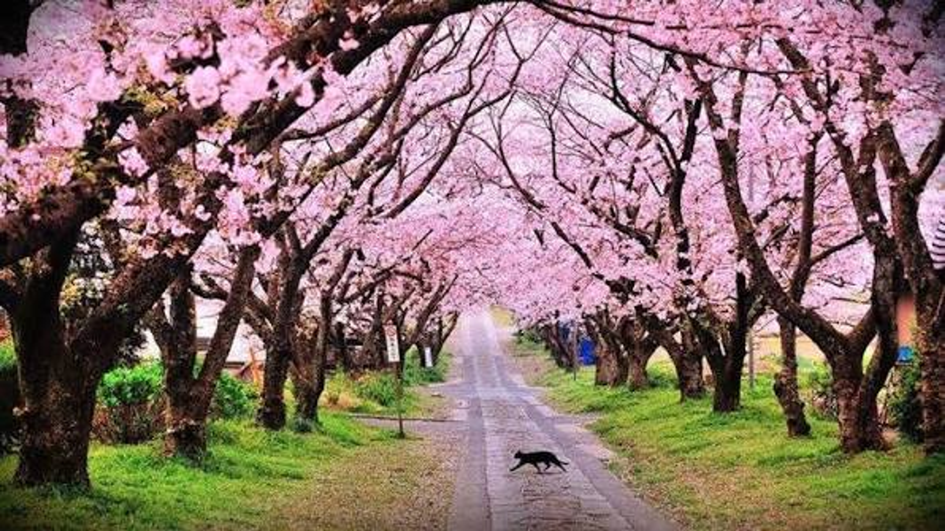 Row of pink Himalayan cherry blossom trees in full bloom in Shillong in November