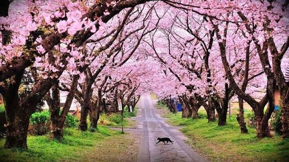 Row of pink Himalayan cherry blossom trees in full bloom in Shillong in November