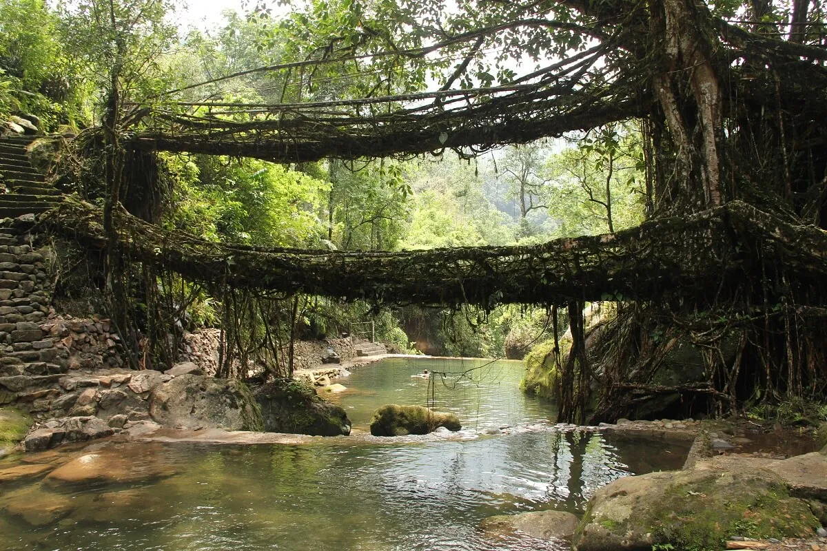 Living Root Bridges in Cherrapunji, Meghalaya with vibrant spring greenery