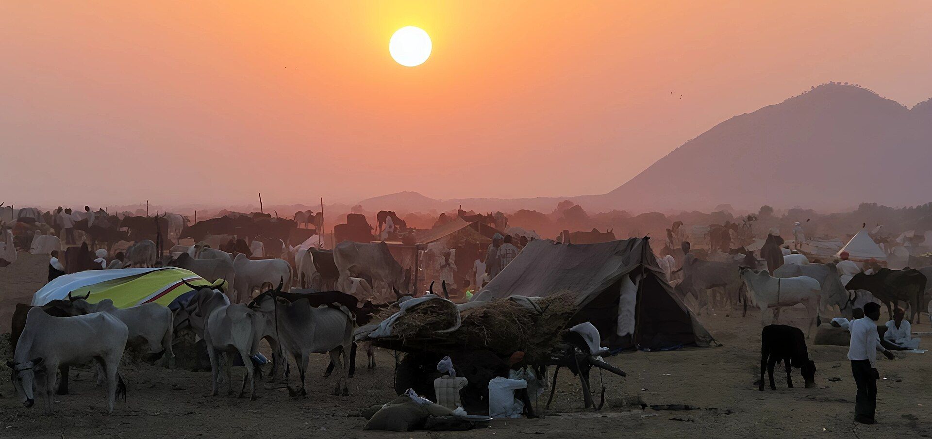 Pushkar Camel Fair 2026 Group Trip – 4 Days in Jaipur & Pushkar