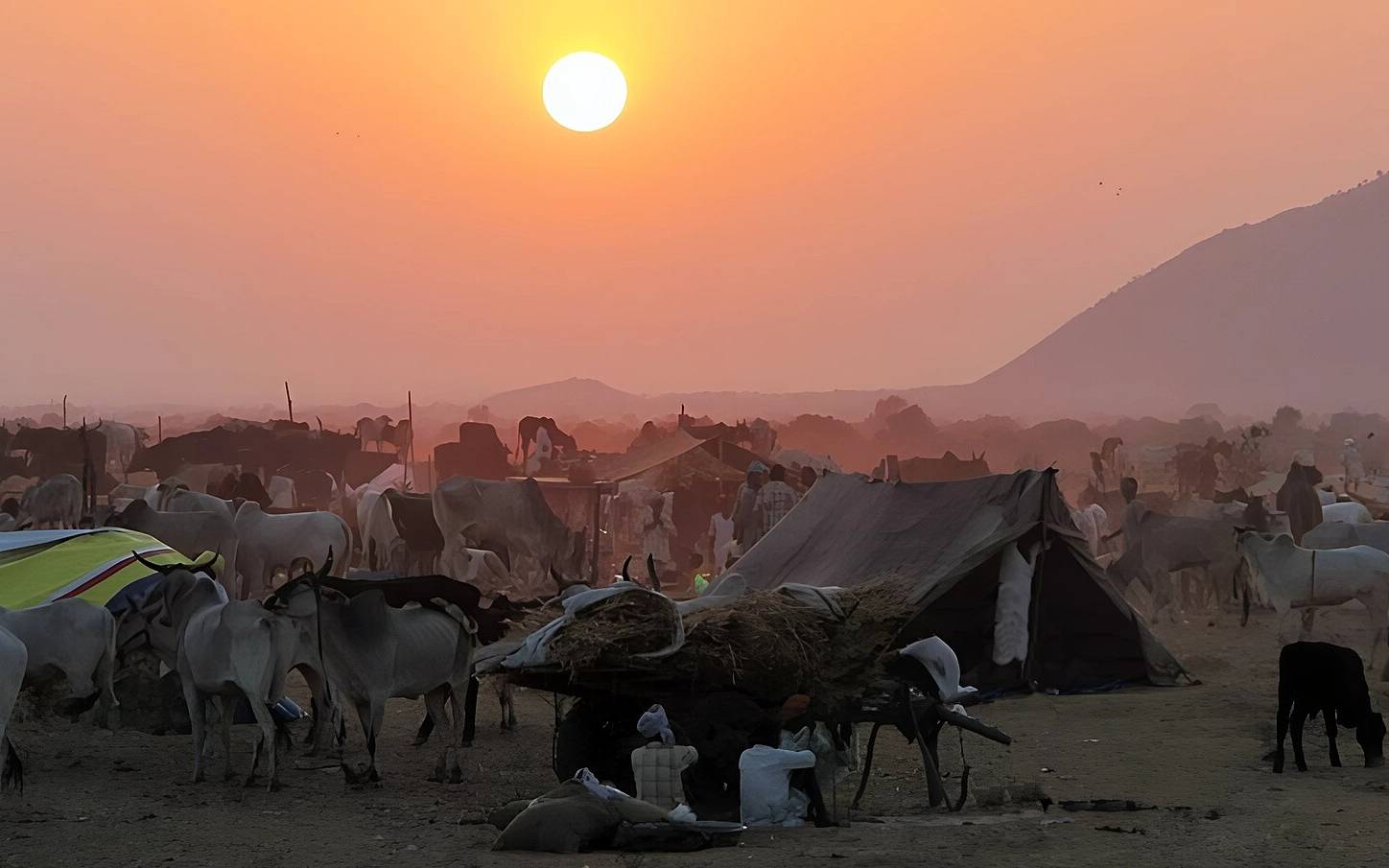 Pushkar Camel Fair 2026 Group Trip – 4 Days in Jaipur & Pushkar