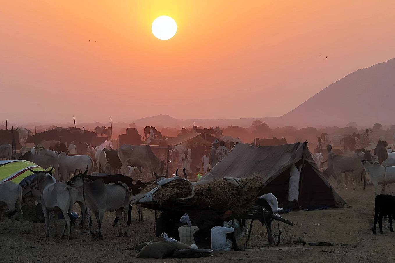 Pushkar Camel Fair 2026 Group Trip – 4 Days in Jaipur & Pushkar