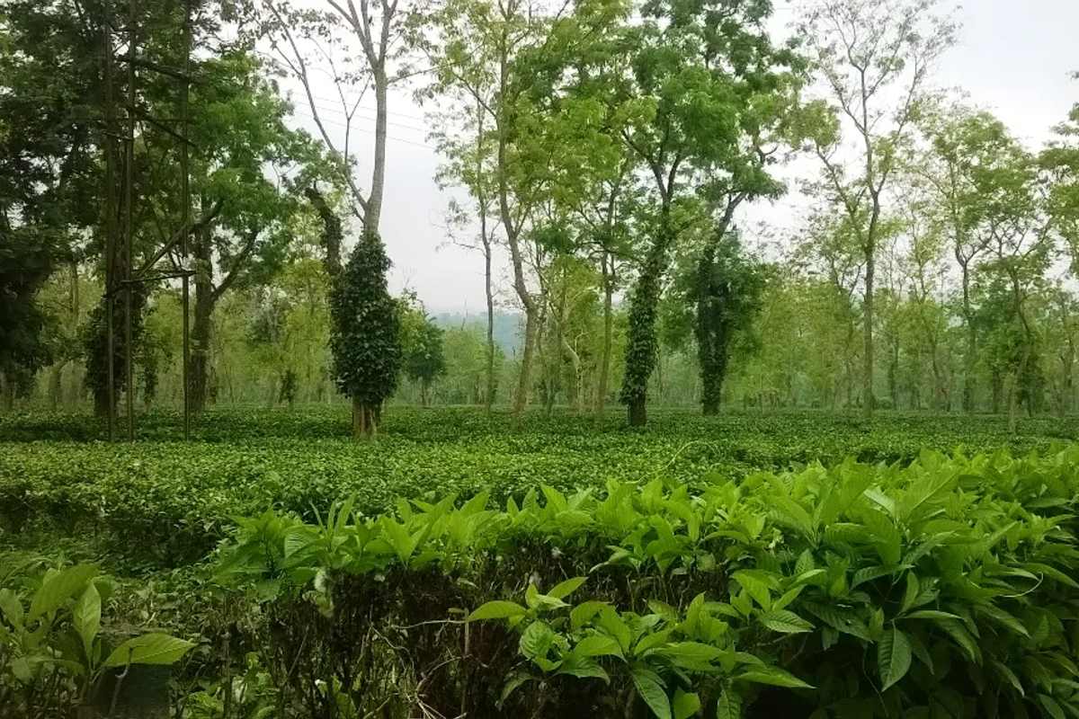 Lush tea gardens surrounding Kaziranga National Park, Assam