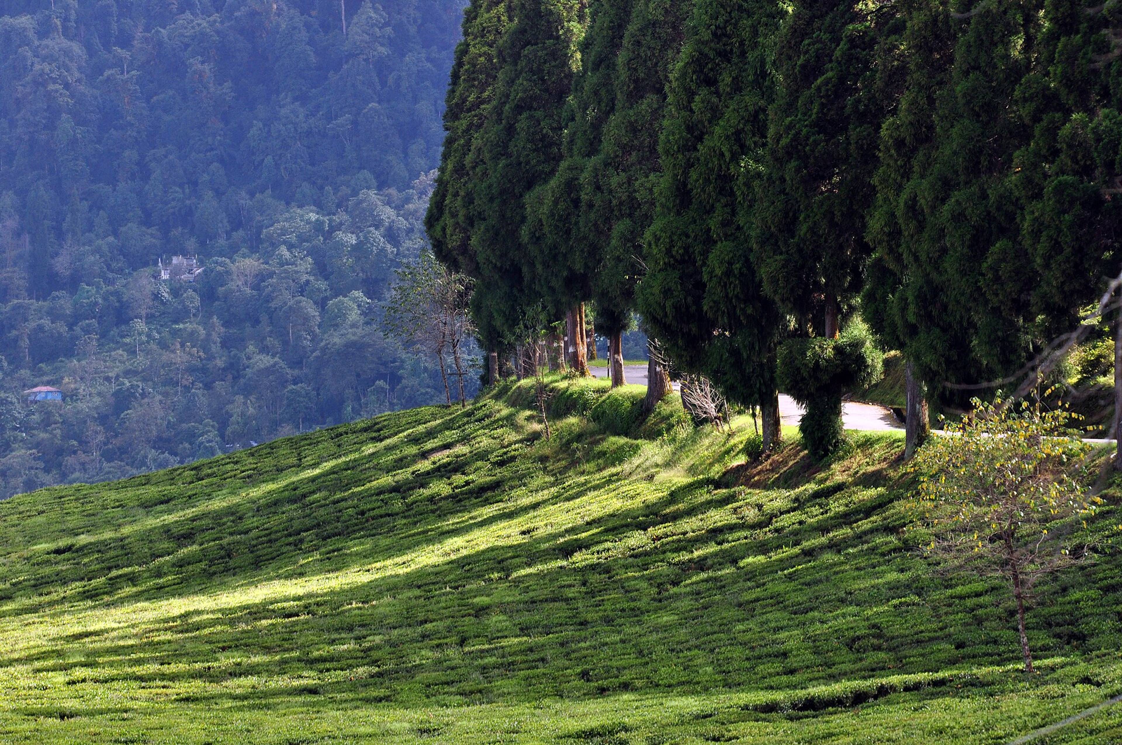 Rows of tea bushes covering the slopes of Temi Tea Garden in South Sikkim