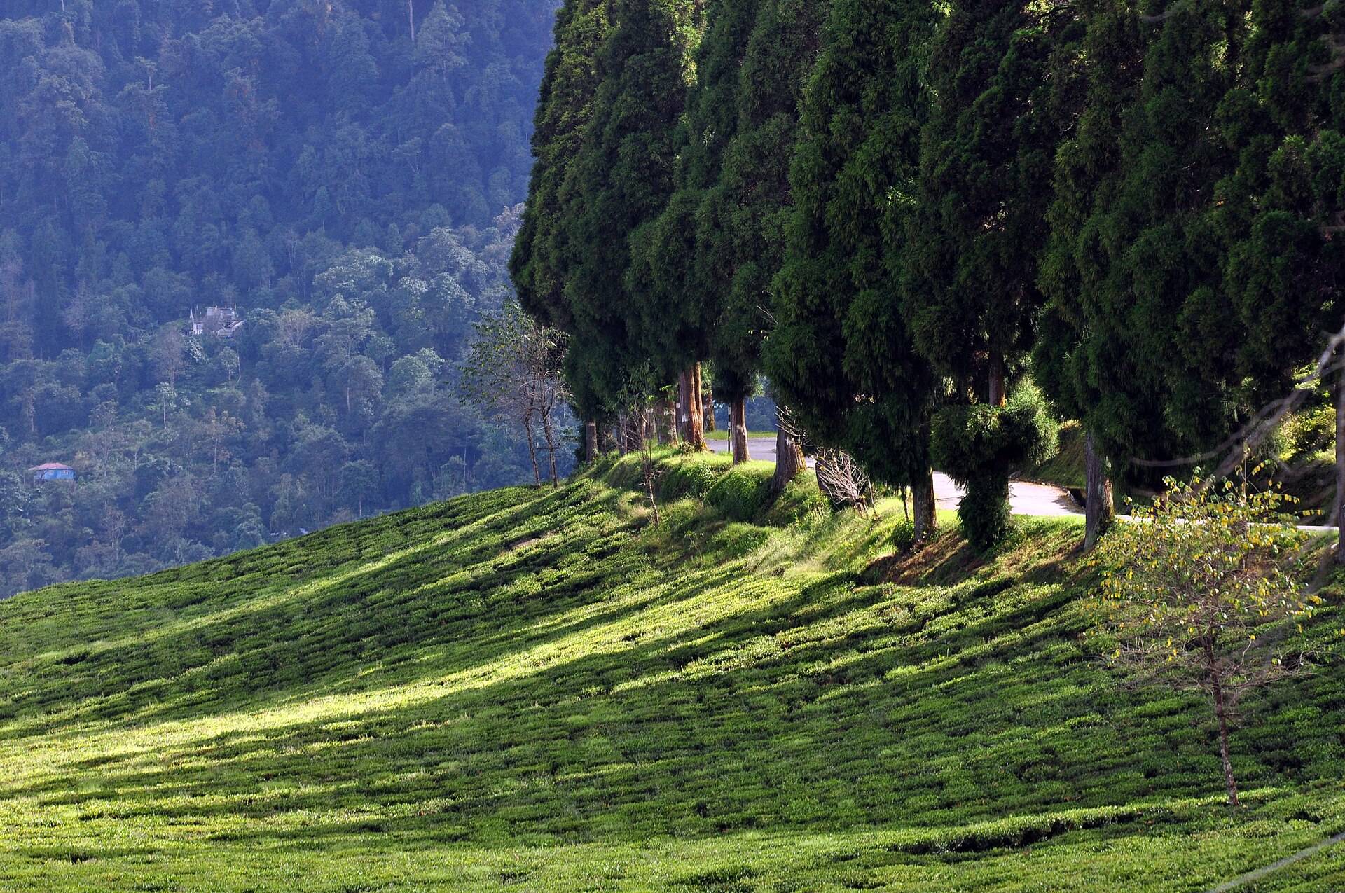 Rows of tea bushes covering the slopes of Temi Tea Garden in South Sikkim