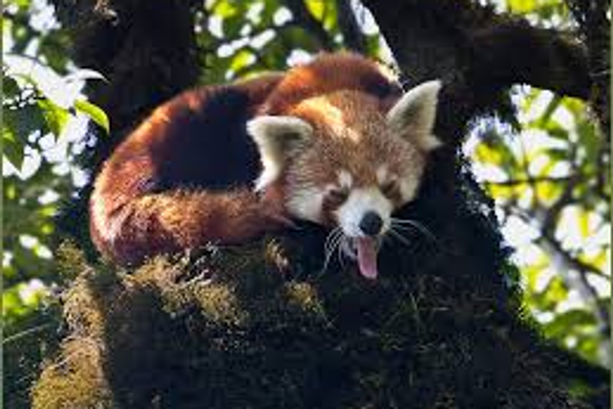 A Red Panda in its natural habitat within the Pangolakha Wildlife Sanctuary, East Sikkim.