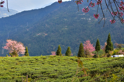 Lush green slopes of Temi Tea Garden in South Sikkim with cherry blossom trees and the Himalayan mountain range in the background.