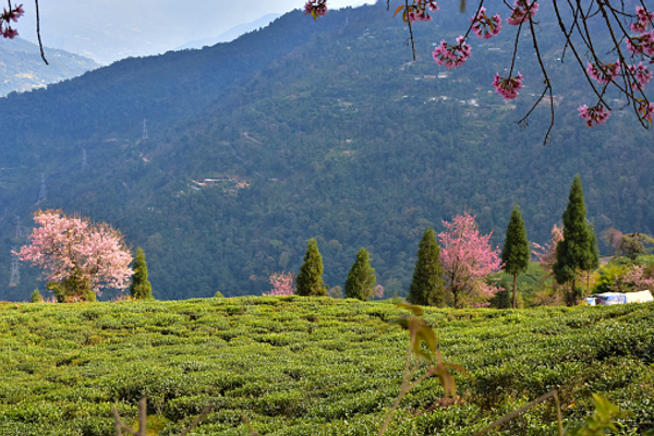 Lush green slopes of Temi Tea Garden in South Sikkim with cherry blossom trees and the Himalayan mountain range in the background.