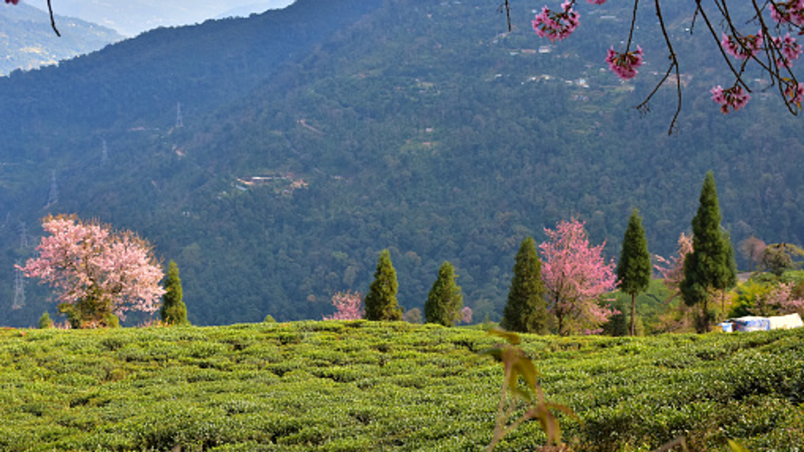 Lush green slopes of Temi Tea Garden in South Sikkim with cherry blossom trees and the Himalayan mountain range in the background.