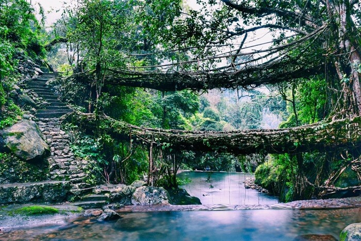 The Double Decker Living Root Bridge, Meghalaya.