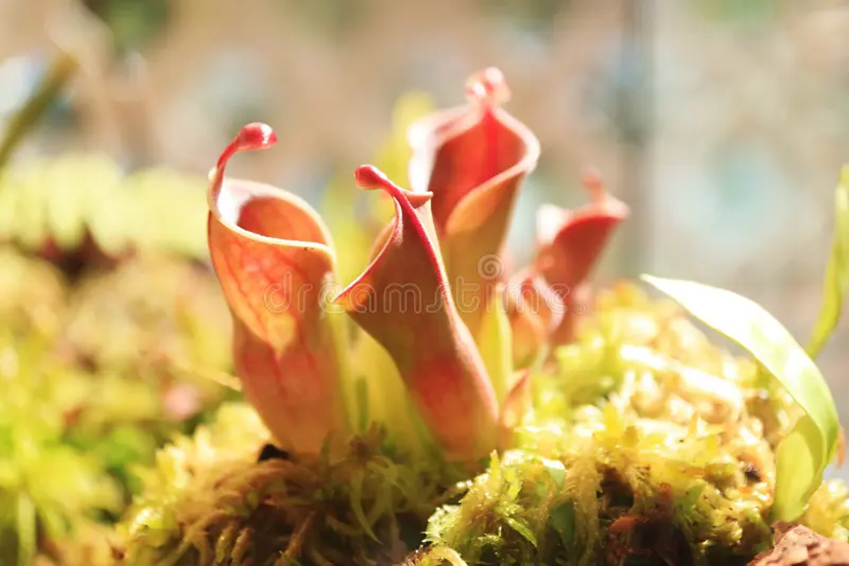 Rare carnivorous pitcher plant found in the Mawphlang Sacred Grove, Meghalaya.]