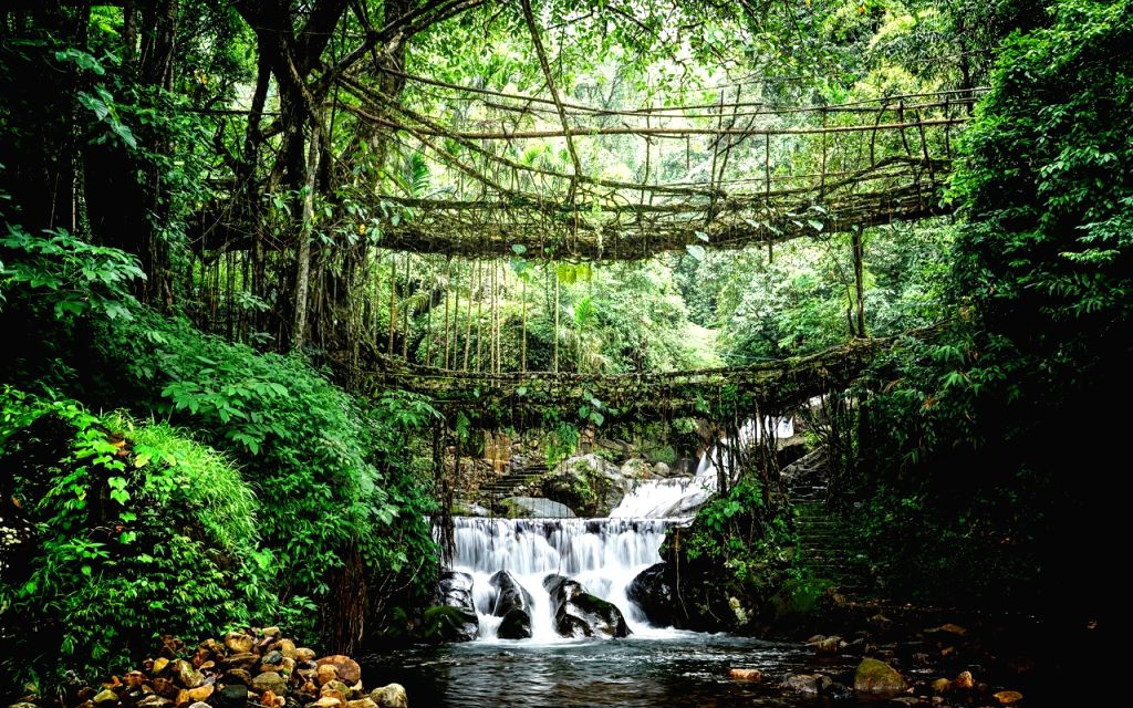 Top Living Root Bridges in Meghalaya You Must Visit in 2026