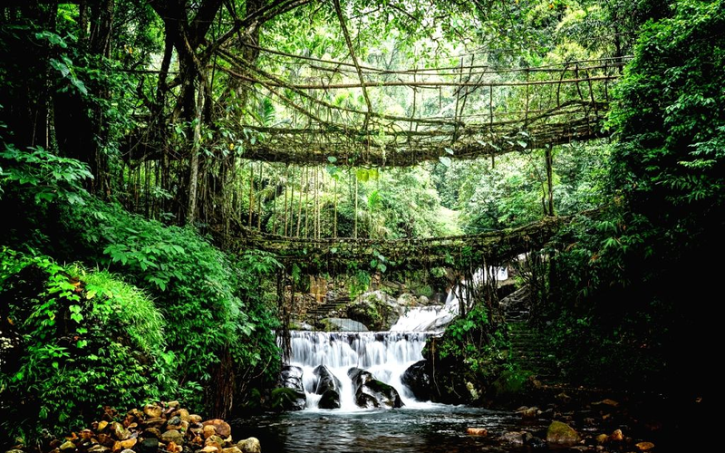Top Living Root Bridges in Meghalaya You Must Visit in 2026