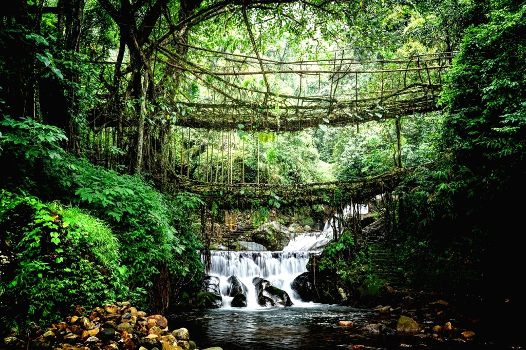 Top Living Root Bridges in Meghalaya You Must Visit in 2026