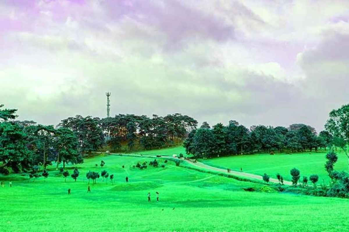Shillong Golf Course fairway lined with pine trees and rhododendrons with misty East Khasi Hills in the background
