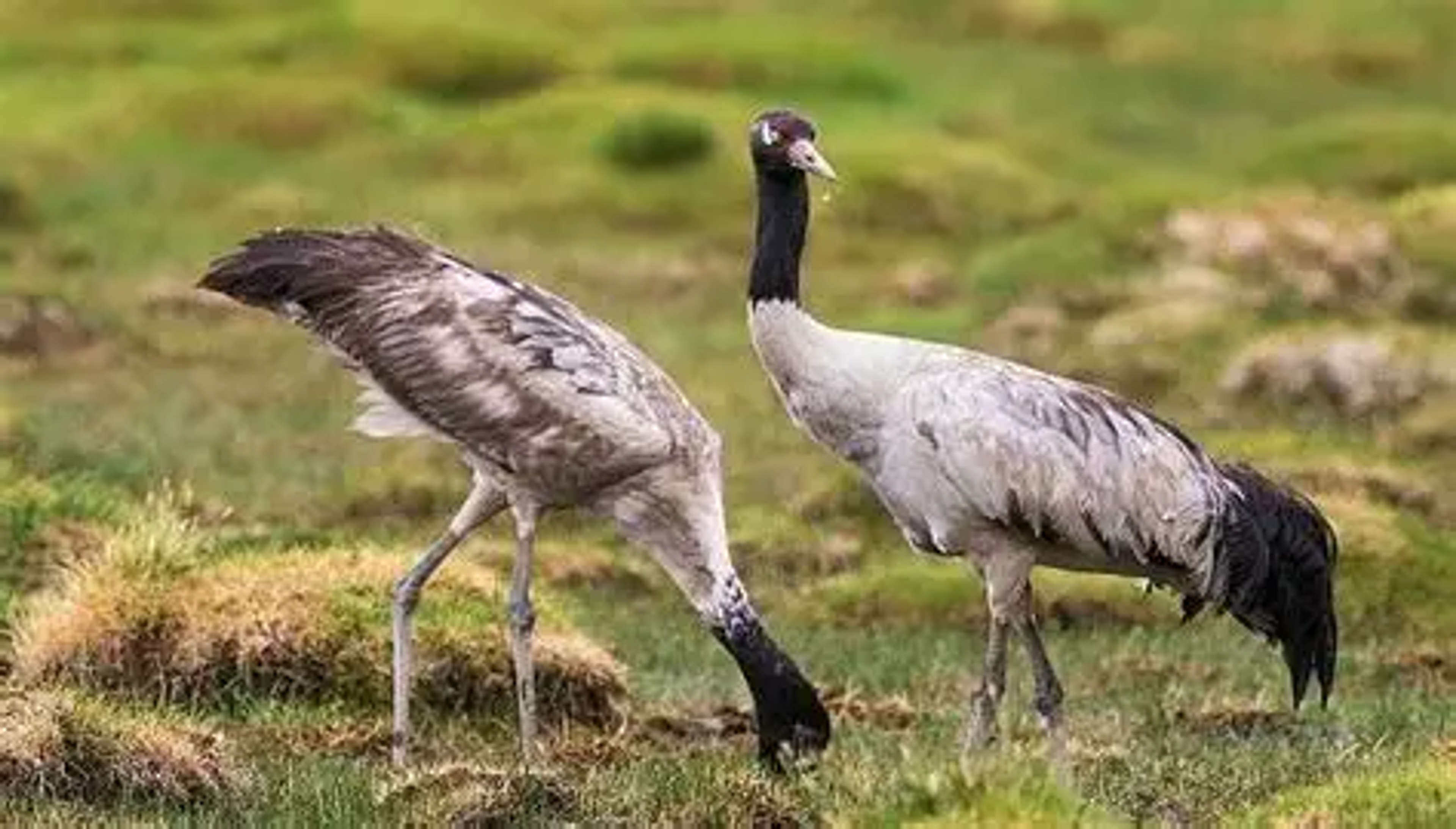 Rare Black-Necked Cranes foraging in the golden winter meadows of Sangti Valley near Dirang, Arunachal Pradesh.