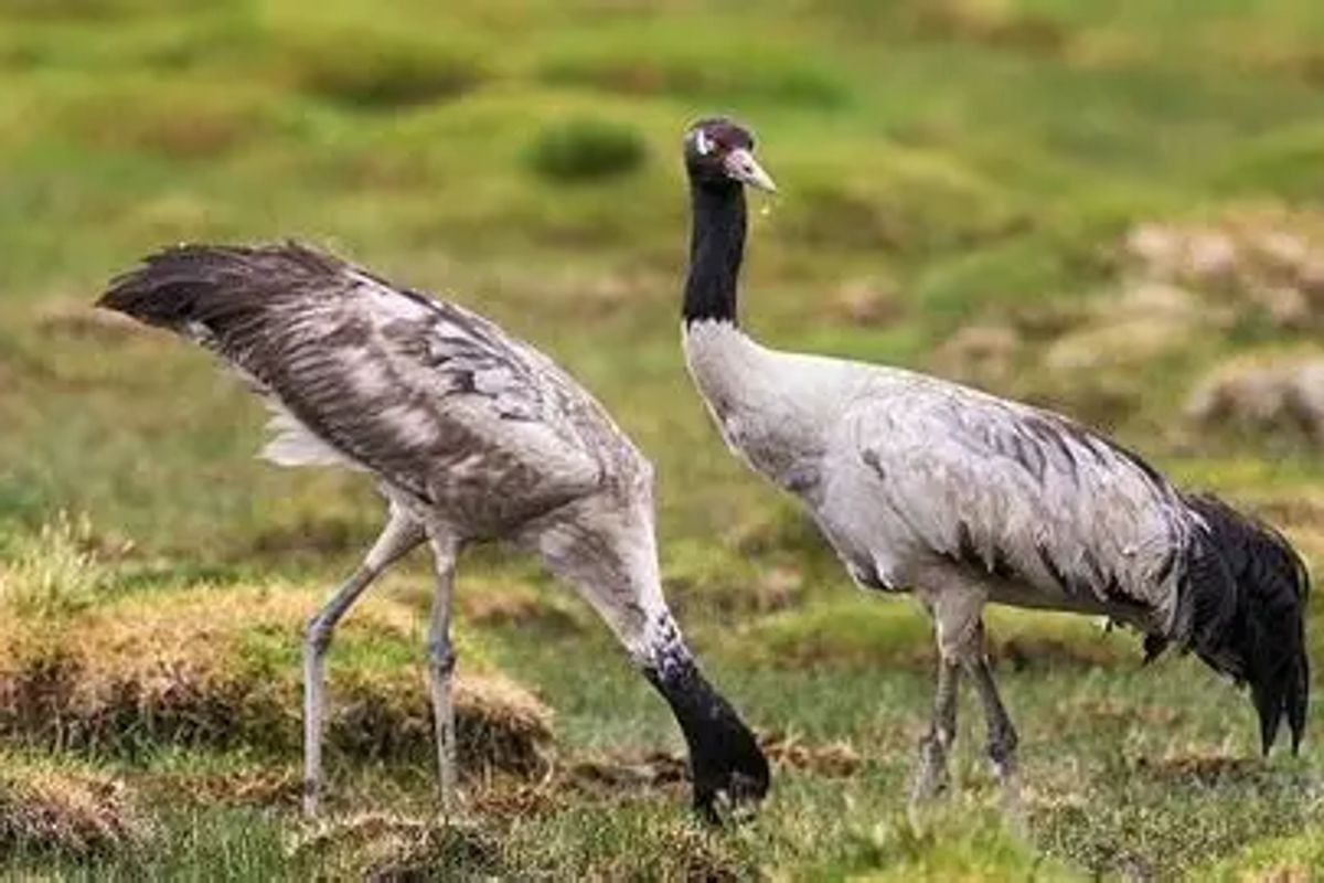 Rare Black-Necked Cranes foraging in the golden winter meadows of Sangti Valley near Dirang, Arunachal Pradesh.