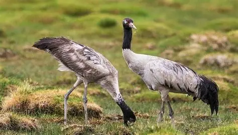 Rare Black-Necked Cranes foraging in the golden winter meadows of Sangti Valley near Dirang, Arunachal Pradesh.