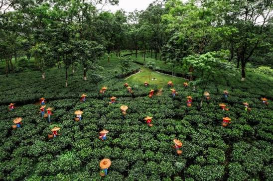 Tea pluckers working between rows of green tea bushes in a Jorhat tea estate