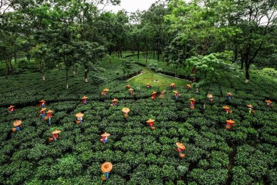 Tea pluckers working between rows of green tea bushes in a Jorhat tea estate