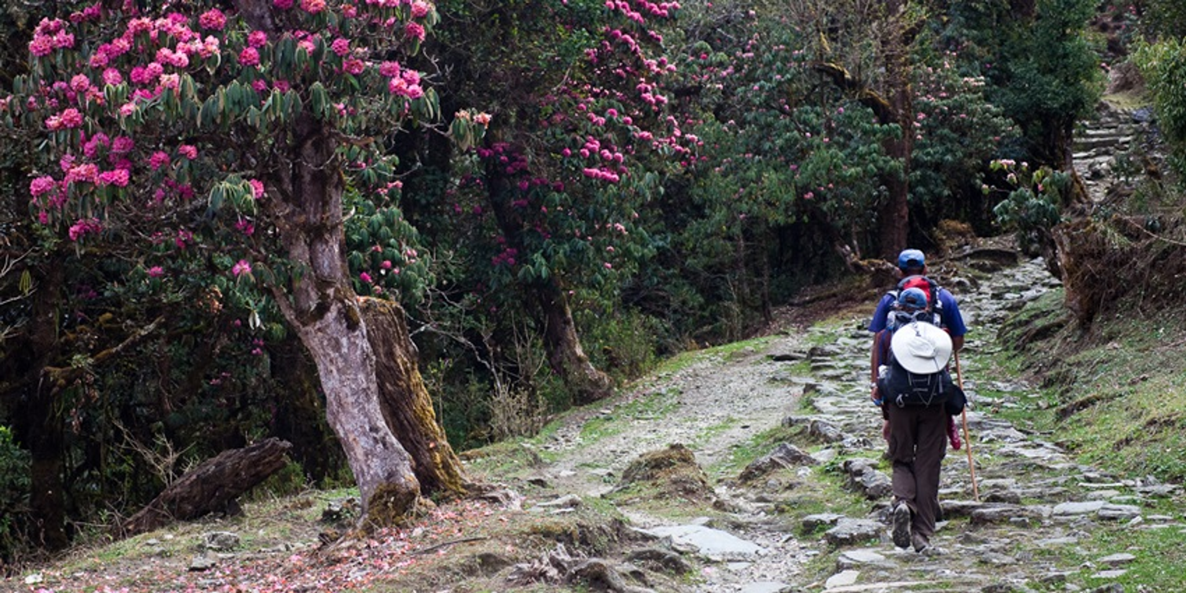 Rhododendron trek Shillong peak forest blooming flowers