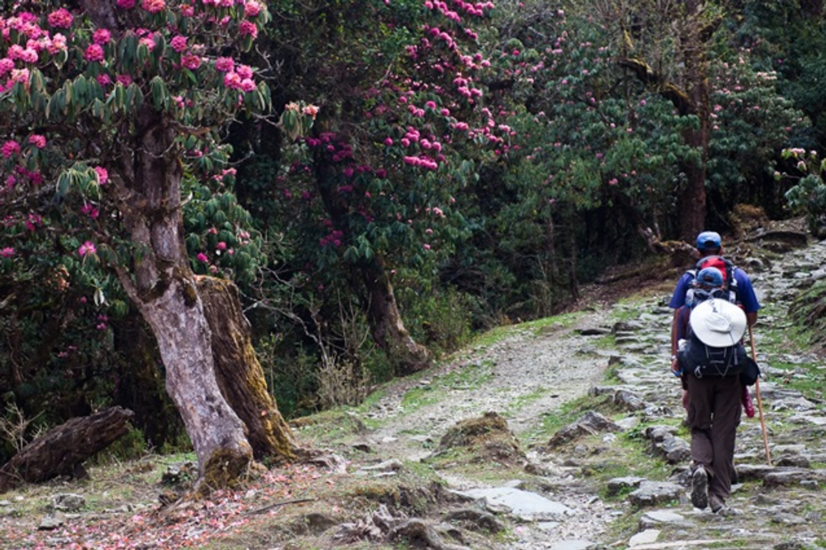 Rhododendron trek Shillong peak forest blooming flowers