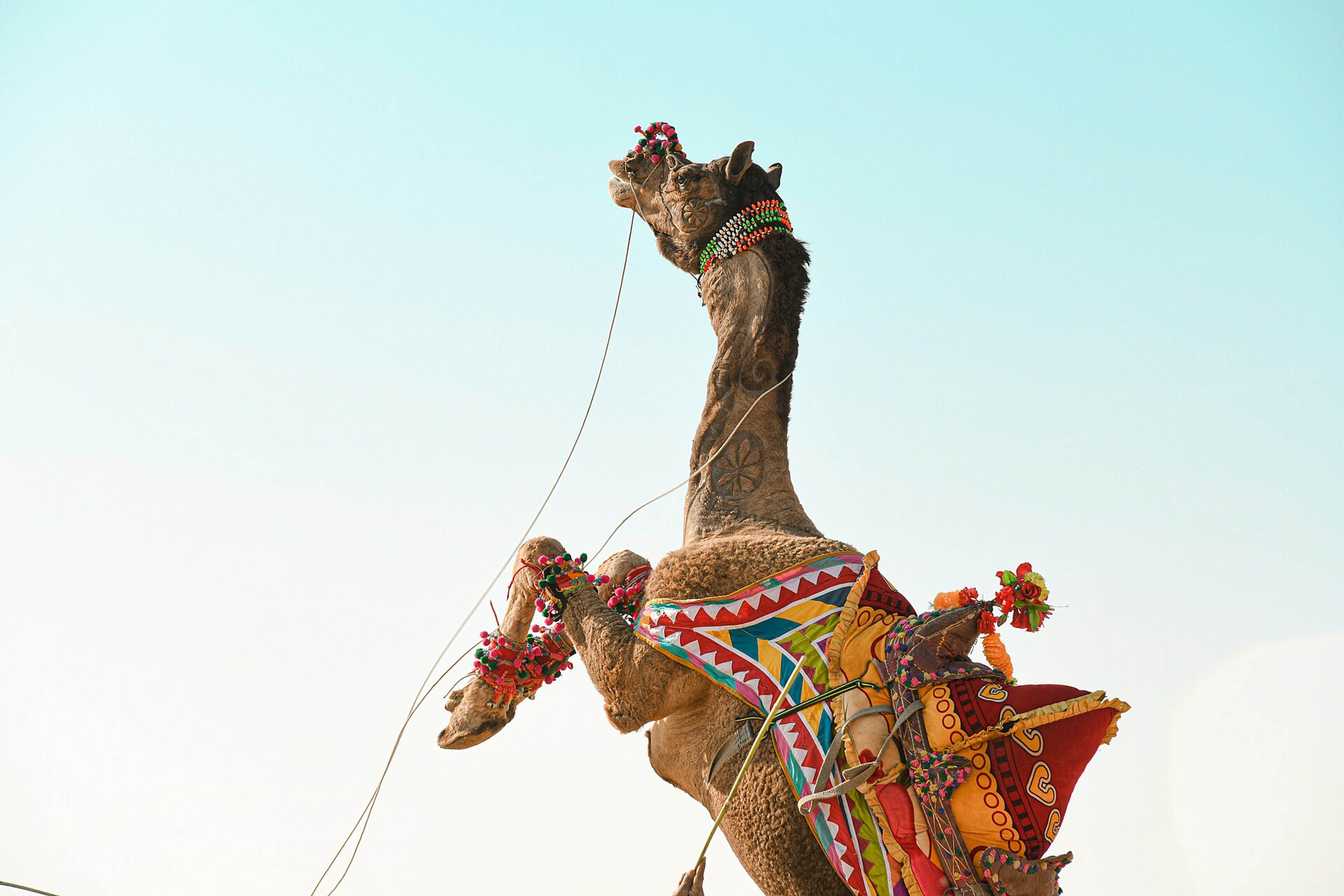 Jaisalmer Desert Festival 2027 Group Trip – 5 Days in Jodhpur & Jaisalmer