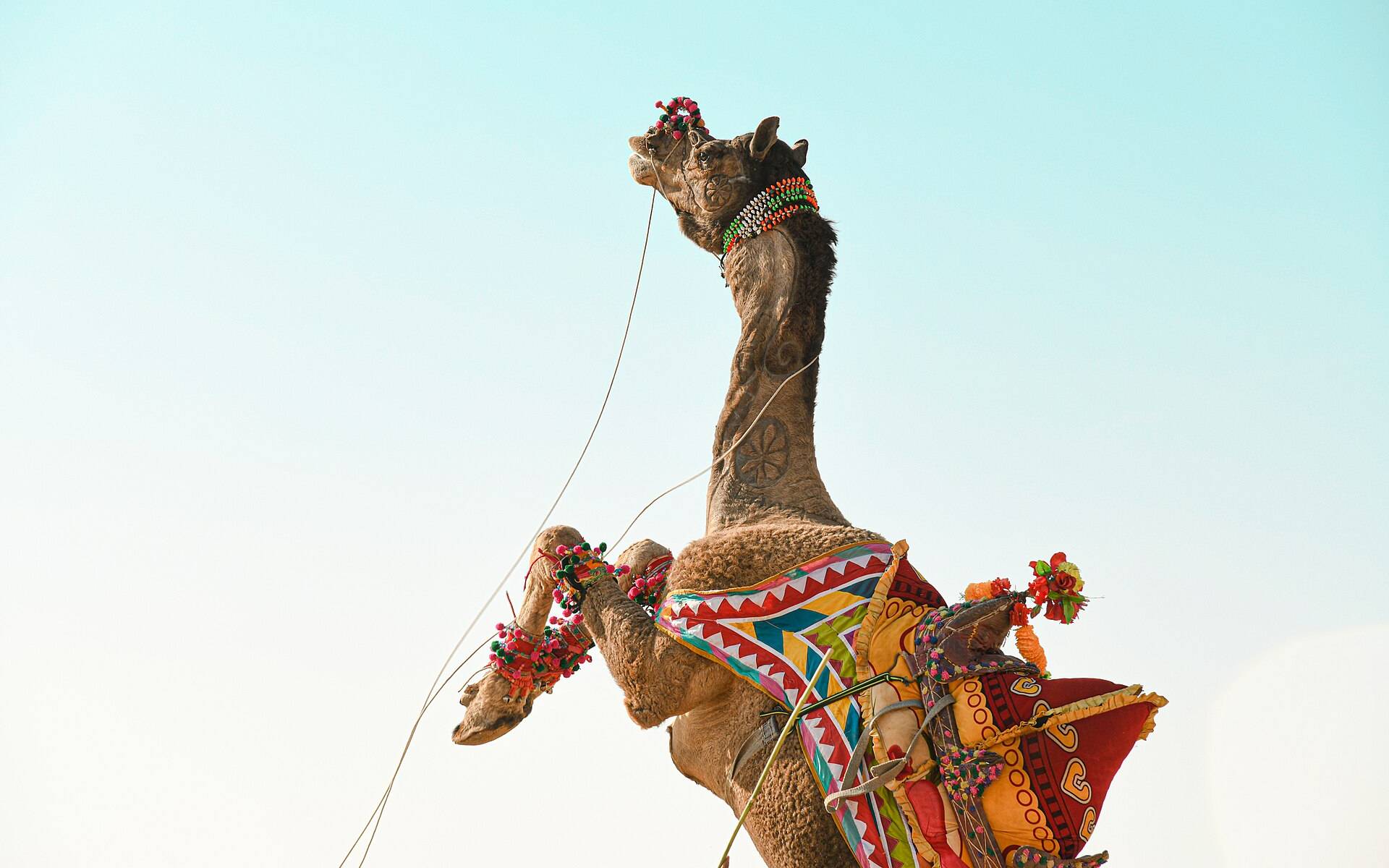 Jaisalmer Desert Festival 2027 Group Trip – 5 Days in Jodhpur & Jaisalmer