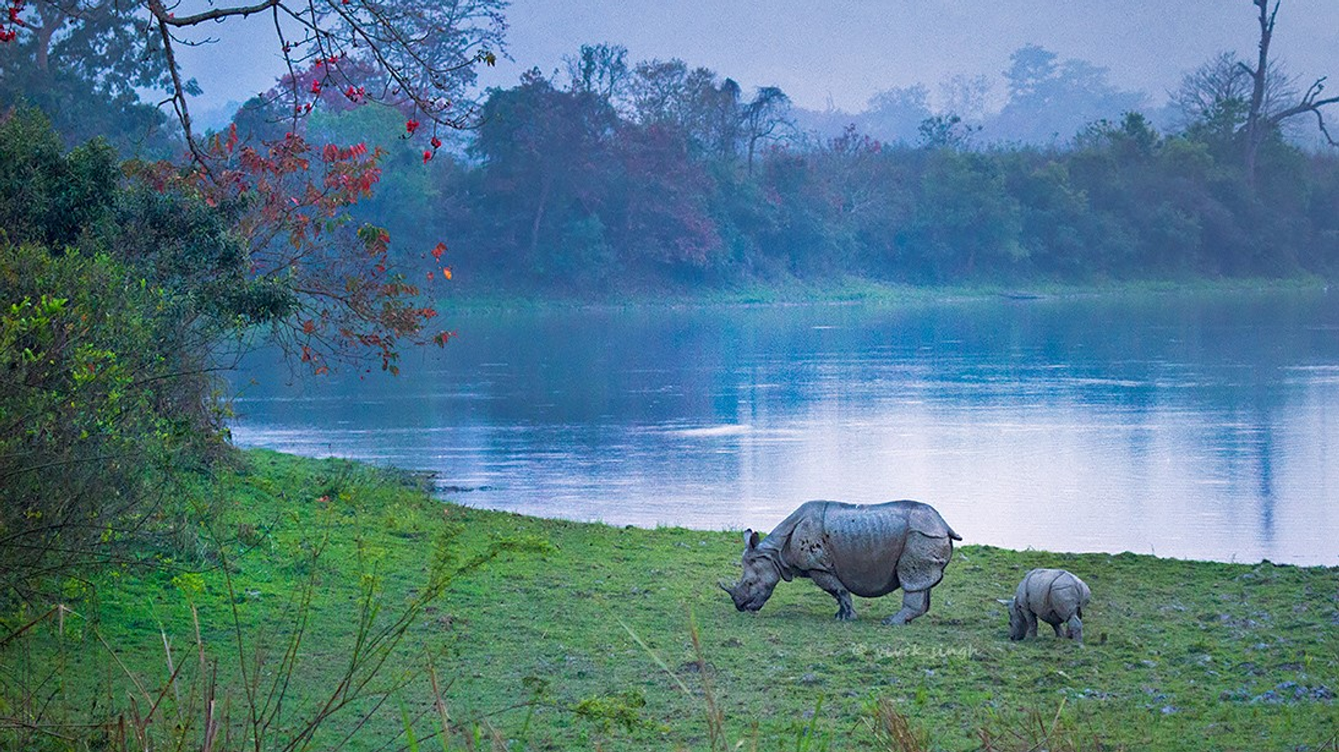 Indian one-horned rhinoceros in the grasslands of Kaziranga National Park, UNESCO World Heritage site in Assam, Northeast India.
