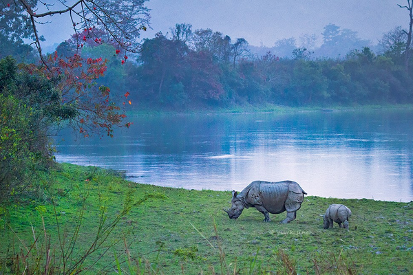 Kaziranga