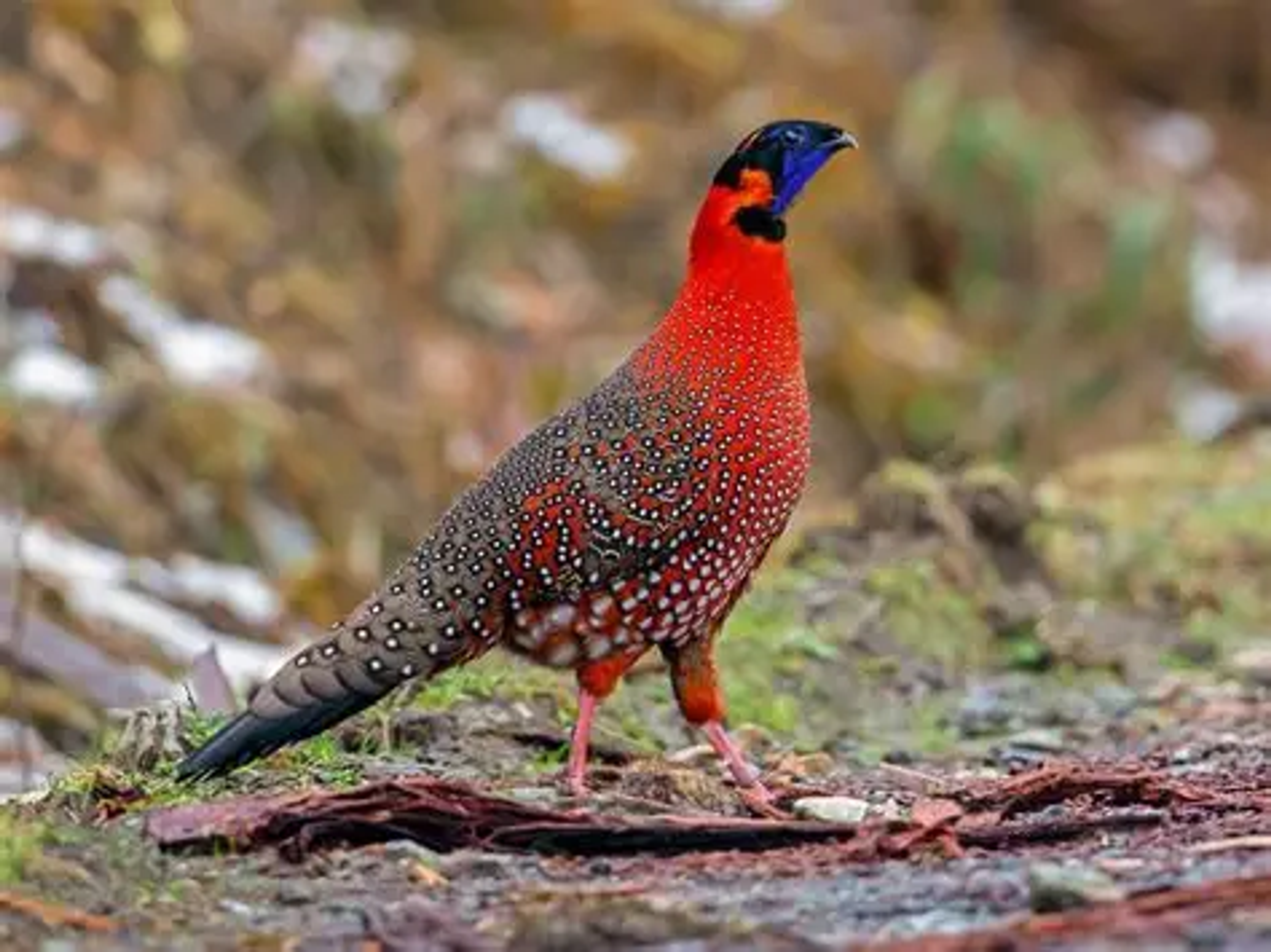 Rare Satyr Tragopan bird in the forests of Maenam Wildlife Sanctuary Ravangla.