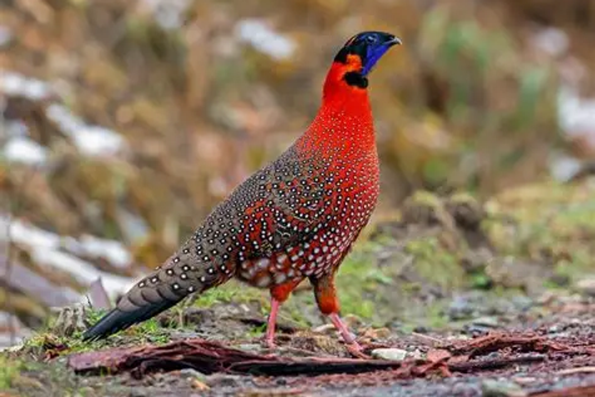 Rare Satyr Tragopan bird in the forests of Maenam Wildlife Sanctuary Ravangla.