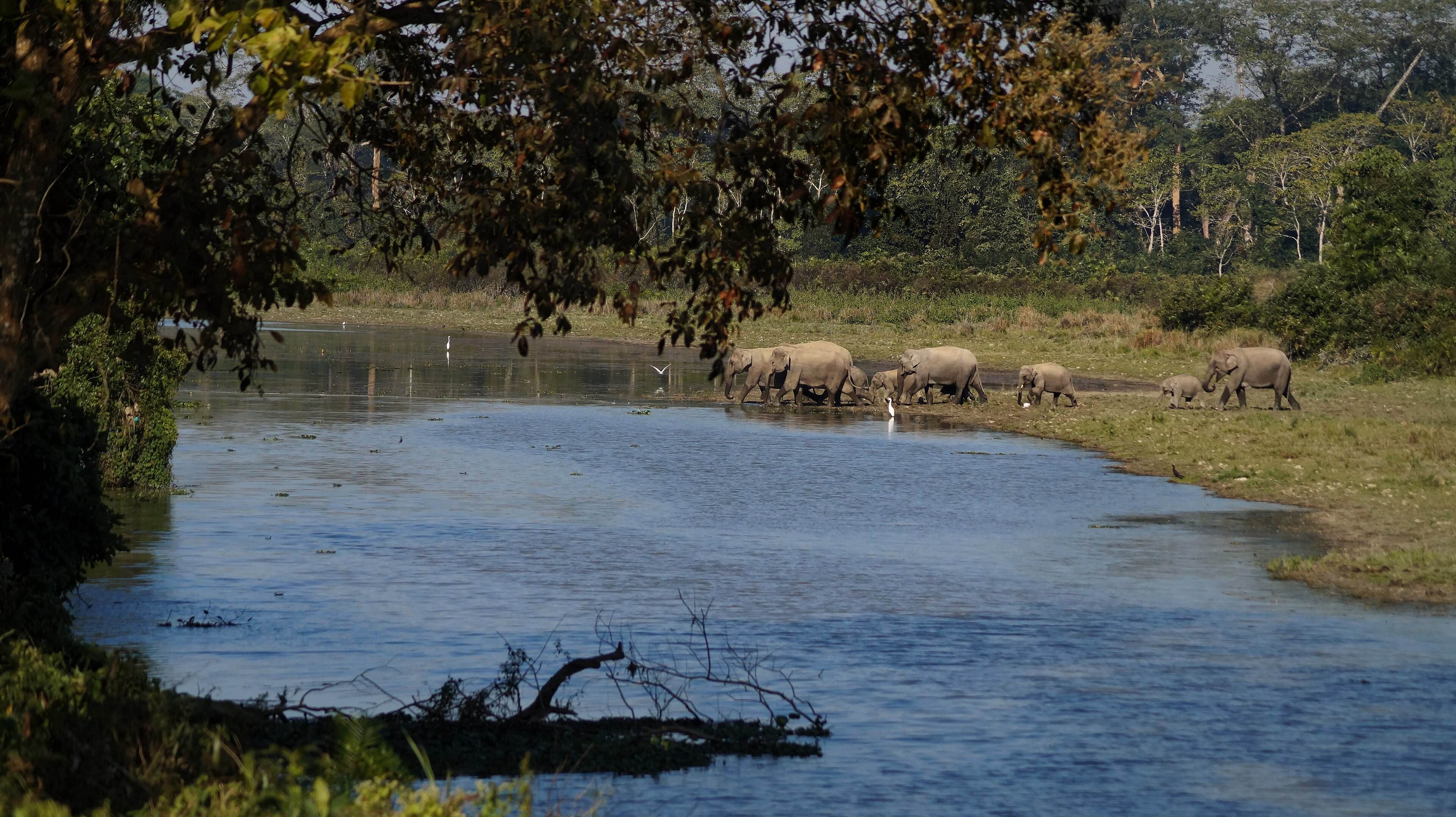 A herd of wild elephants by a stream inside Kaziranga National Park