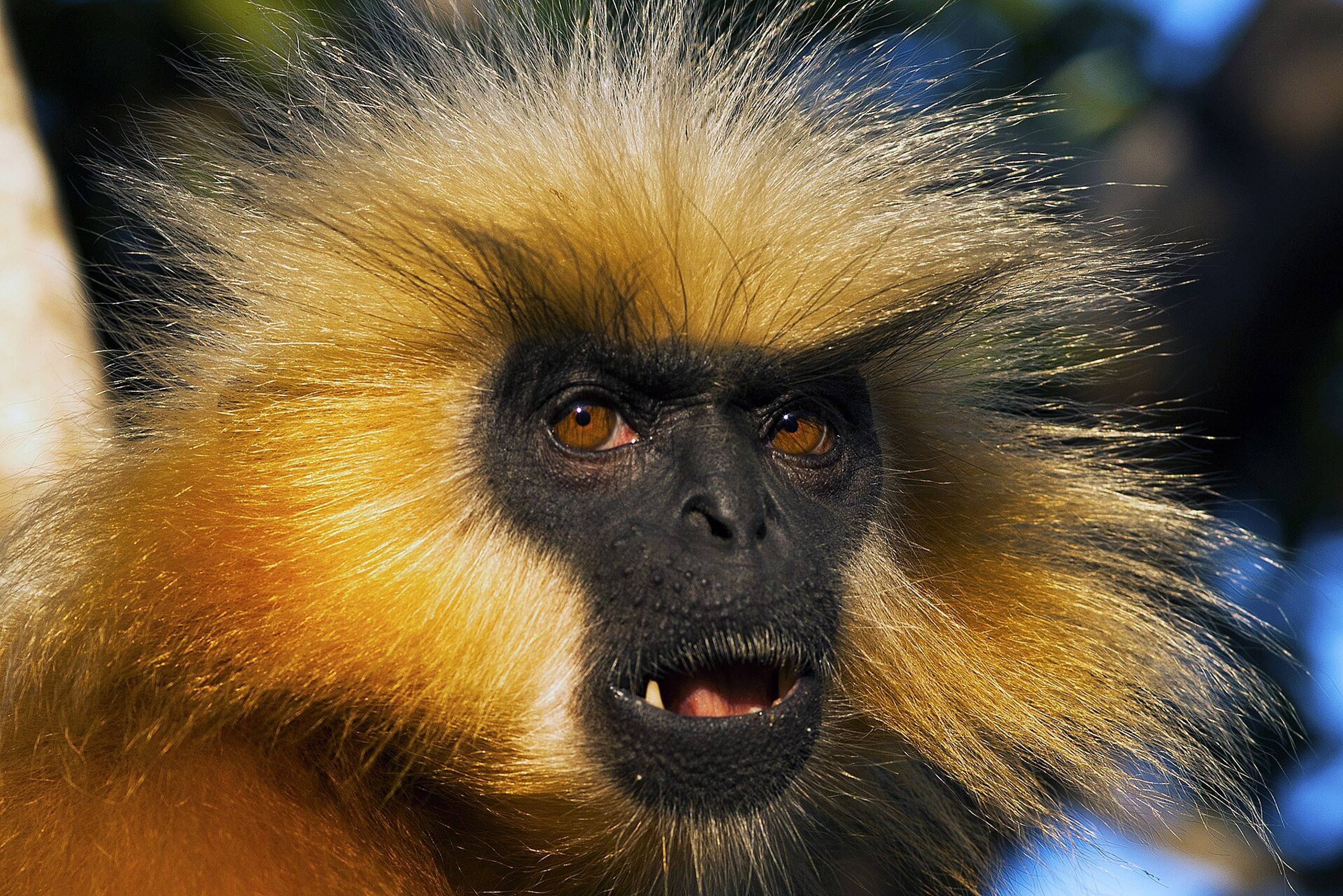 Close-up of a golden langur with golden fur and a black face