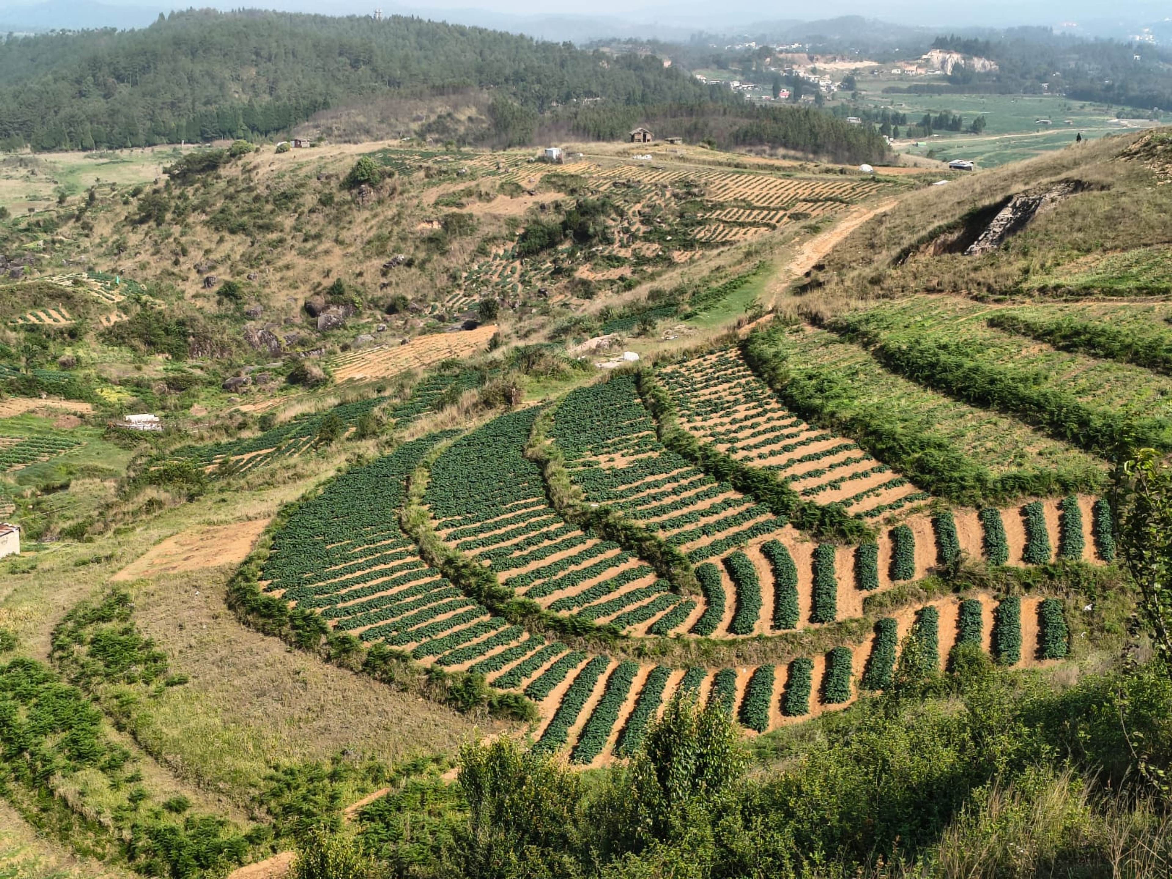 Terraced farms seen from above near Laitlum