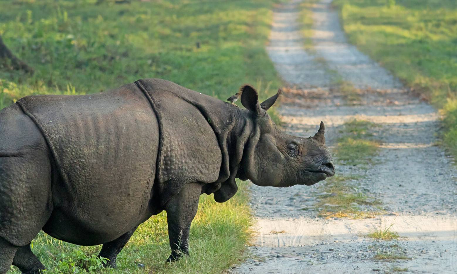 Kaziranga Wildlife Weekend – 3 Days from Guwahati