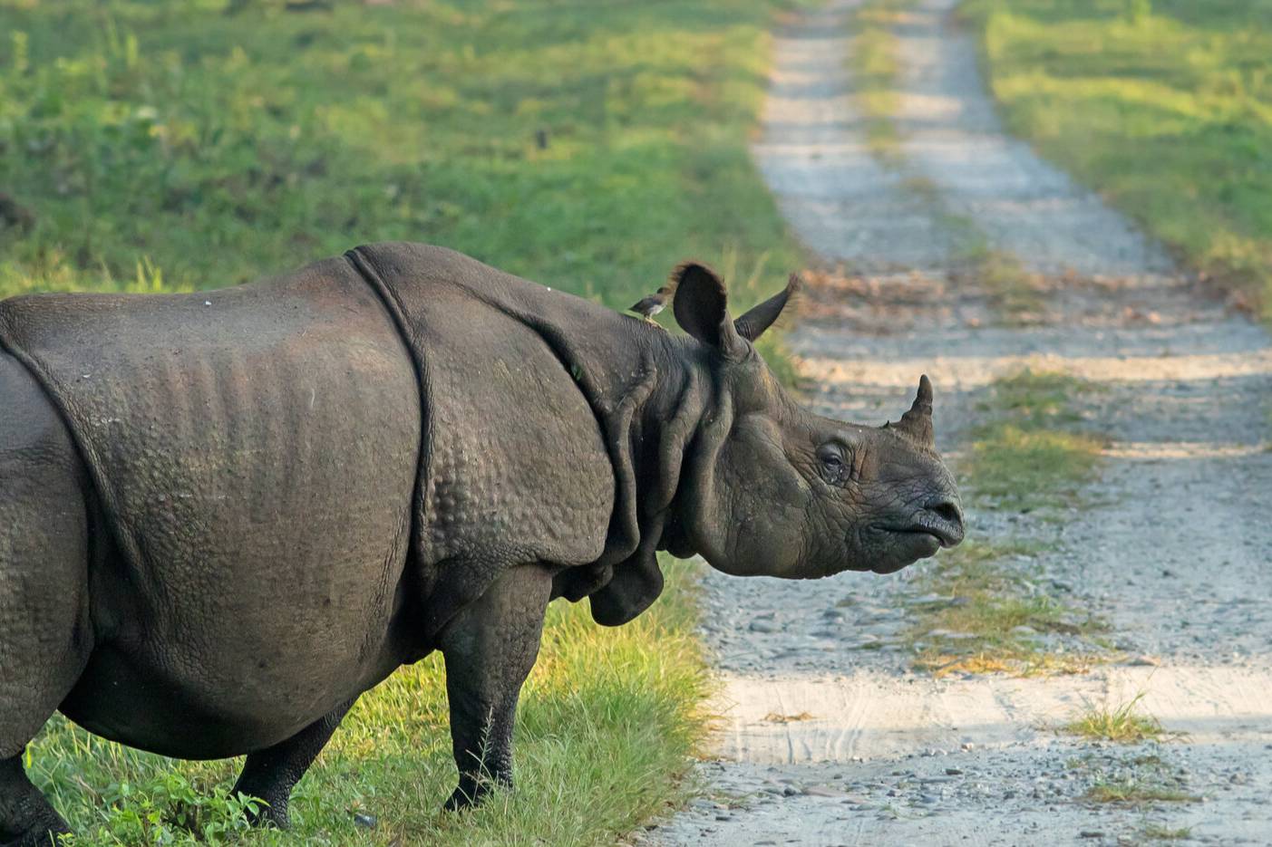 Shillong & Kaziranga Couple Getaway – 6 Days of Rhinos, Waterfalls & Valleys