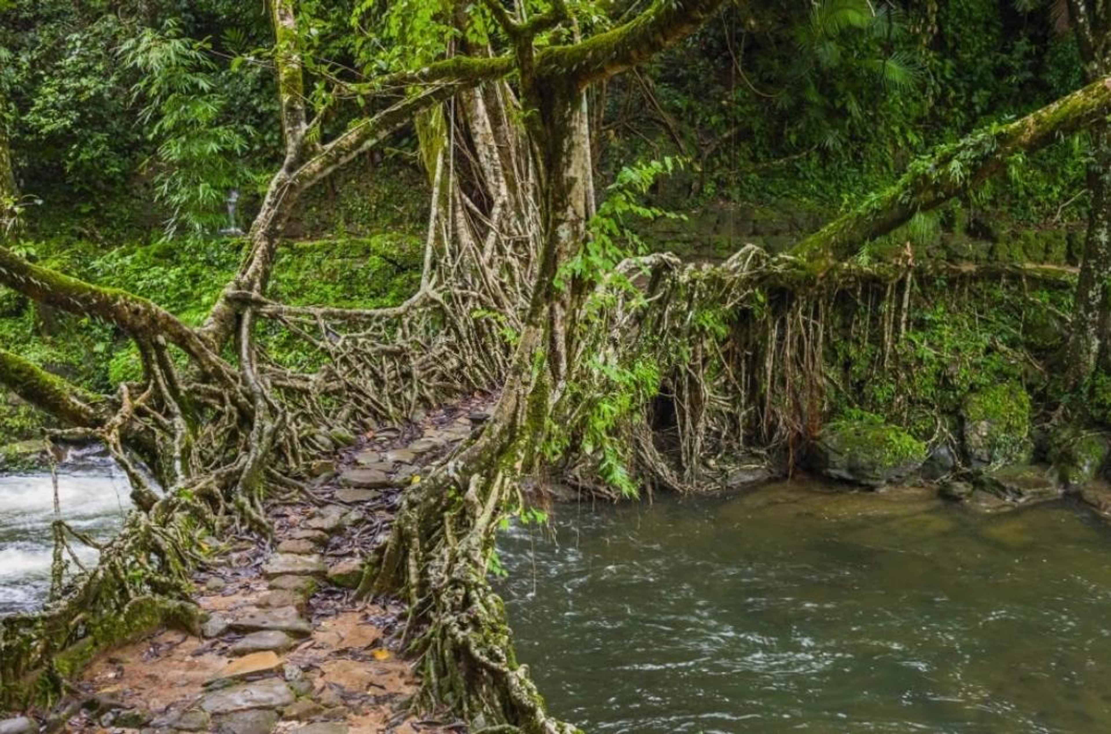 Family with children crossing the Single Decker Living Root Bridge in Mawlynnong, Meghalaya.]