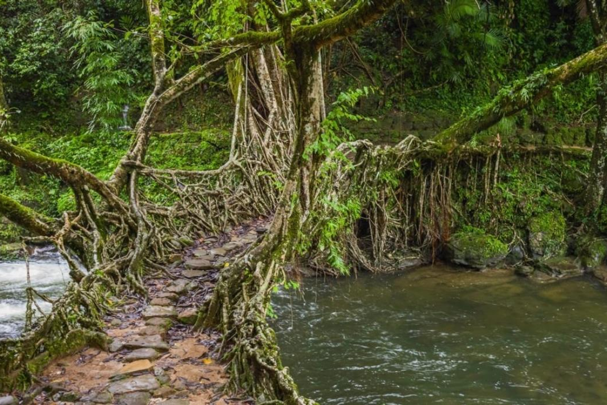 Family with children crossing the Single Decker Living Root Bridge in Mawlynnong, Meghalaya.]