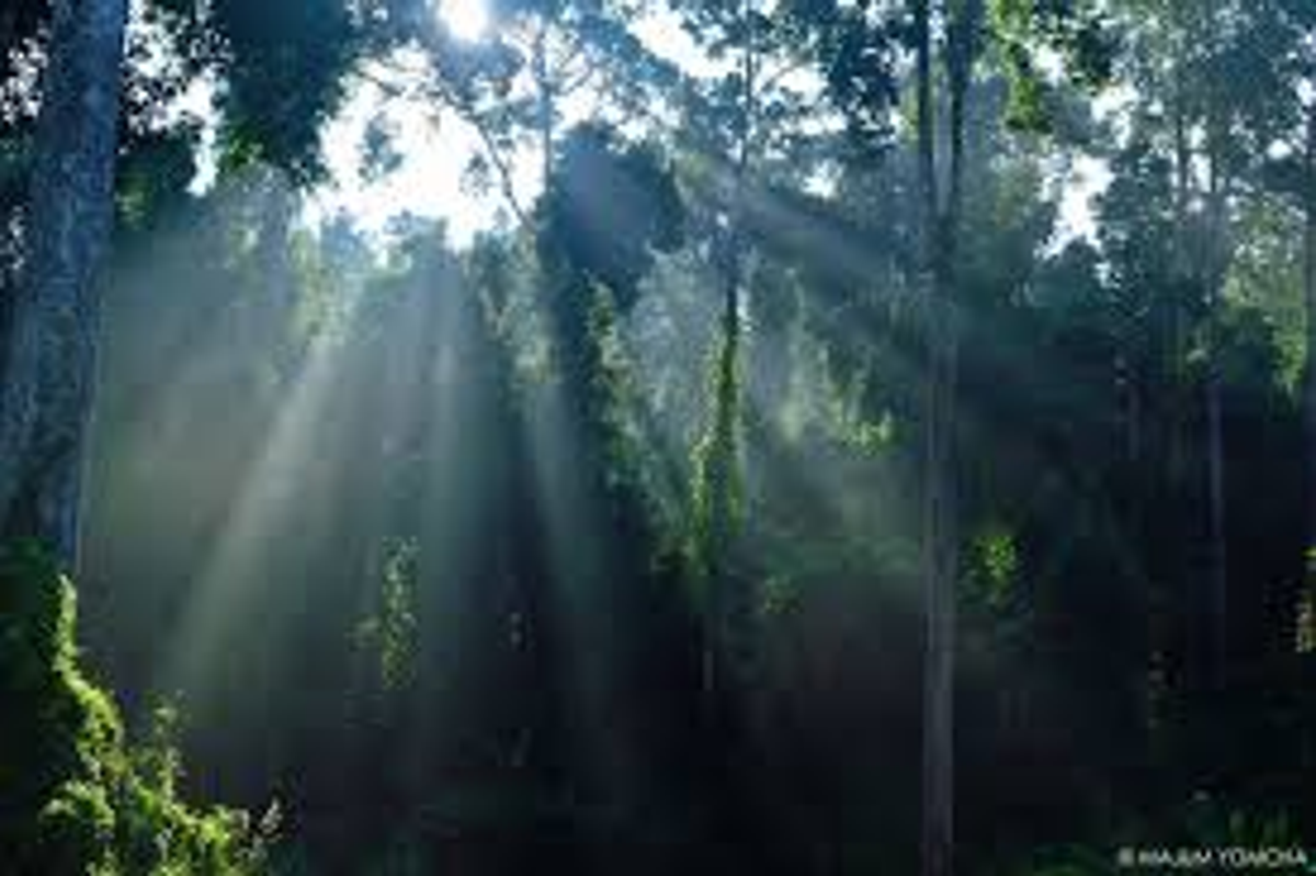 : The dense subtropical rainforest canopy of Namdapha National Park in Arunachal Pradesh, a biodiversity hotspot.