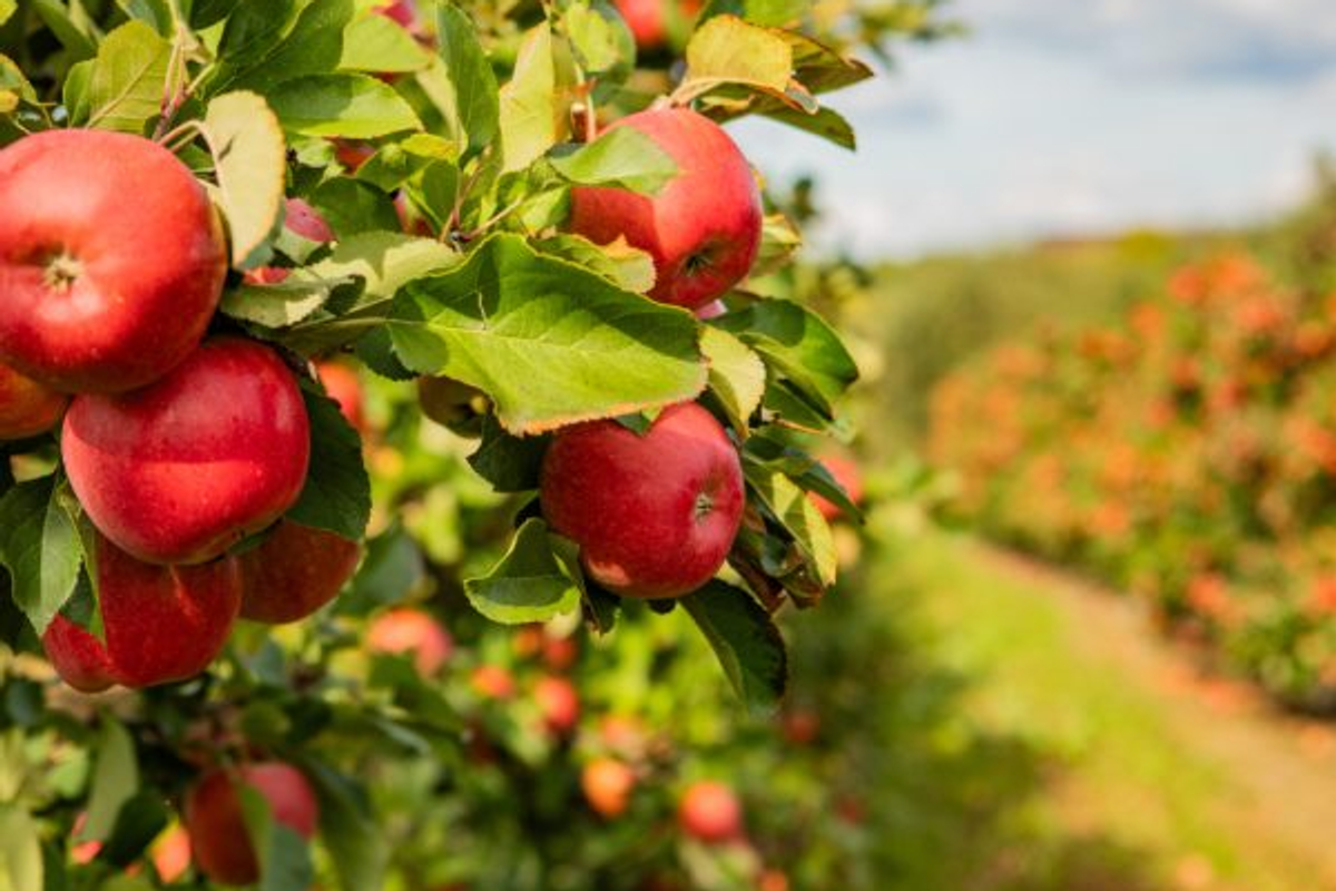 High-altitude fruit orchards known for fresh apples and kiwis grown in the cool Himalayan climate of Dirang.