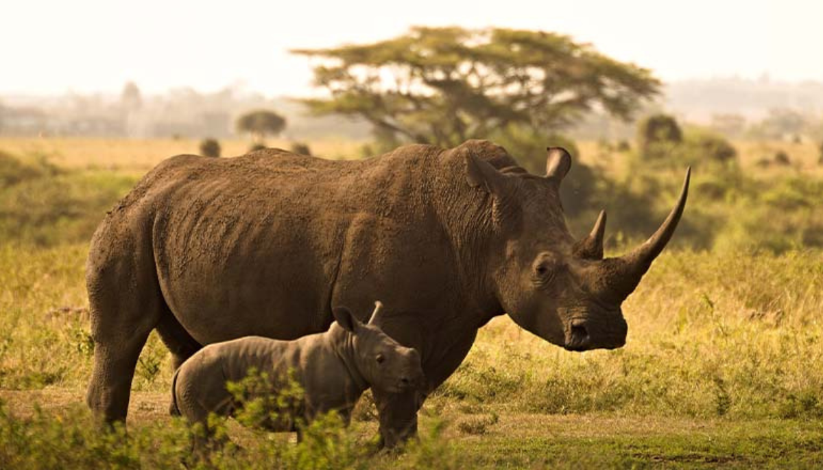 One-horned rhinoceros in the grasslands of Kaziranga National Park, Assam