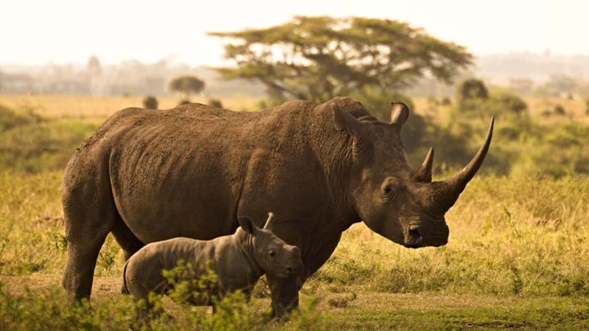 One-horned rhinoceros in the grasslands of Kaziranga National Park, Assam