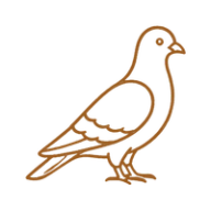 Pigeons et volatiles