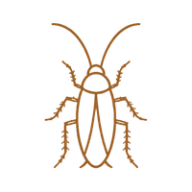 Cafards et insectes rampants