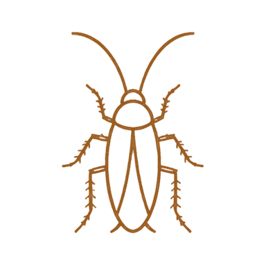 Cafards et insectes rampants