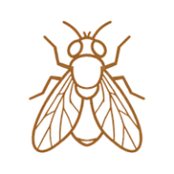 Insectes volants