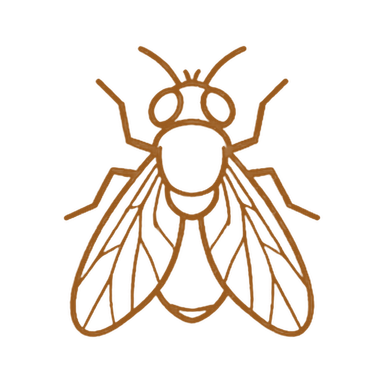 Insectes volants