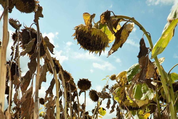 Tuin 1 - Het seizoen zit (bijna) erop