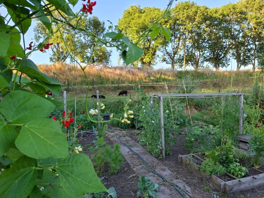 Afbeelding van mijn moestuin